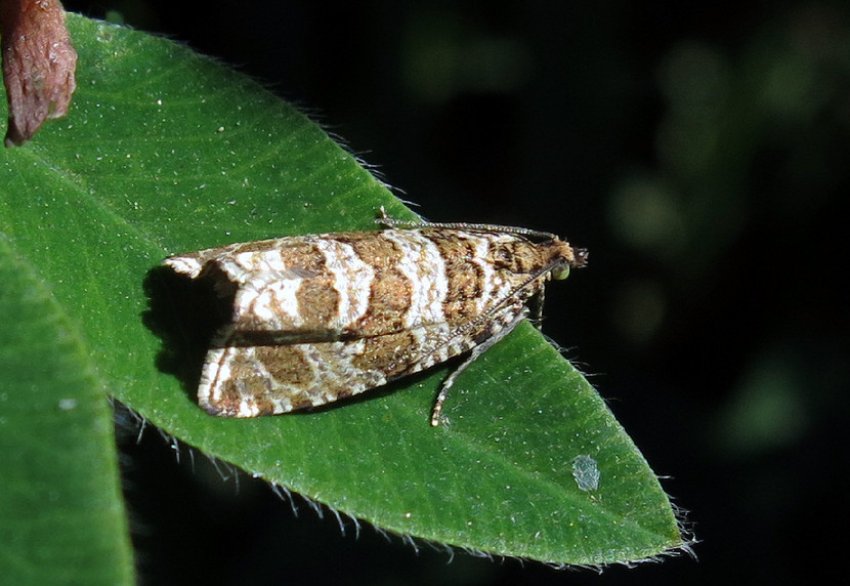 Листовійка