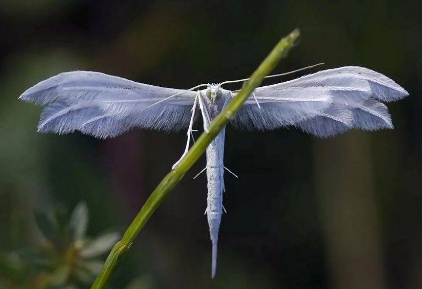 Пальцекрылка жимолостная
