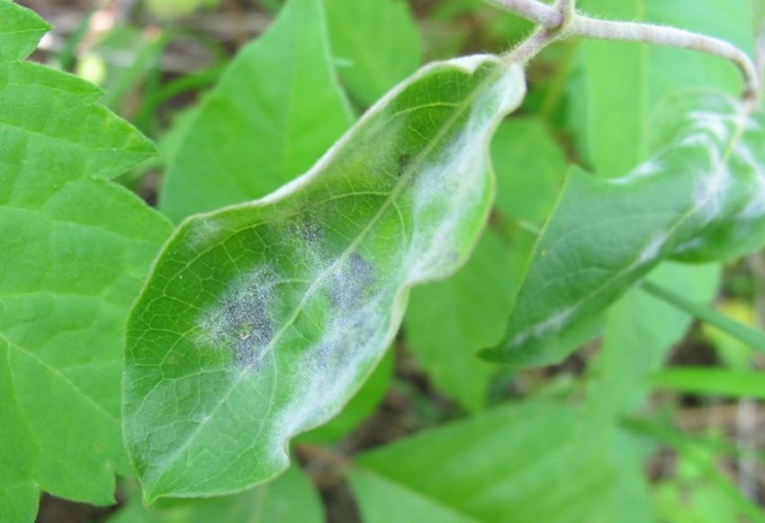 Борошниста роса жимолості