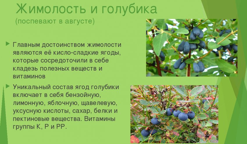 Что полезнее голубика или жимолость. Смотреть фото Что полезнее голубика или жимолость. Смотреть картинку Что полезнее голубика или жимолость. Картинка про Что полезнее голубика или жимолость. Фото Что полезнее голубика или жимолость