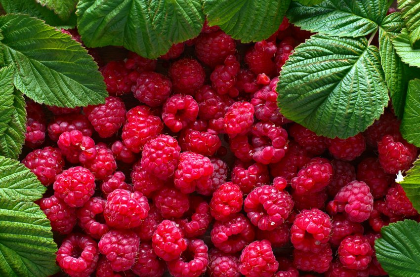 Польща утримує лідерські позиції у виробництві малини