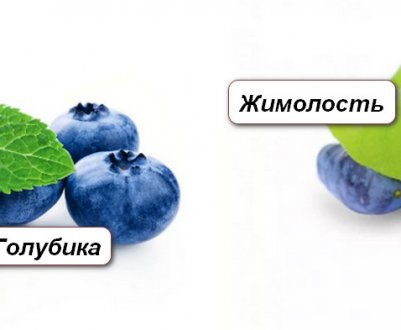 Лохина і жимолость — основні відмінності