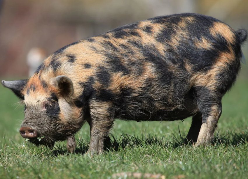 Найбільший американський виробник комбікормів припинив співпрацю з Китаєм Найбільший американський виробник комбікормів припинив співпрацю з Китаєм