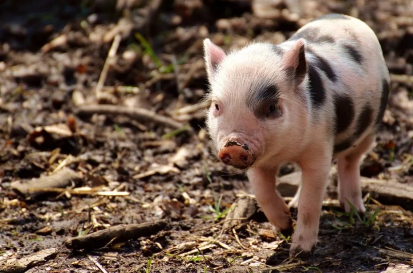 Найбільший американський виробник комбікормів припинив співпрацю з Китаєм Найбільший американський виробник комбікормів припинив співпрацю з Китаєм