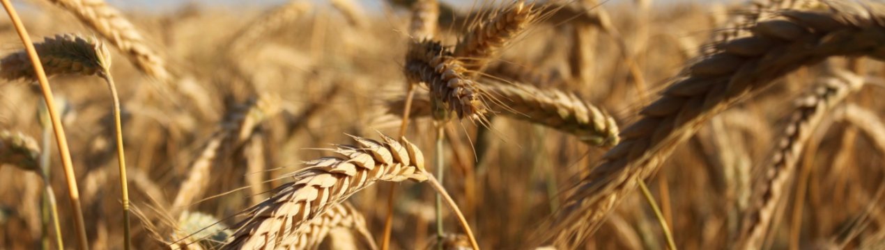 Силосні траншеї підвищили обсяги запасів зерна в Йорданії