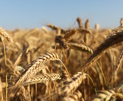 Силосні траншеї підвищили обсяги запасів зерна в Йорданії