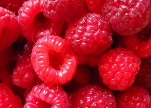 Кращі сорти різних видів малини: опис та відгуки