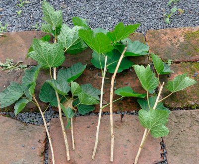 Як розмножити смородину восени живцями