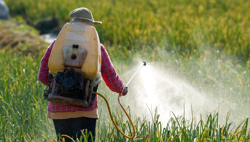 Міністр сільського господарства Німеччини сумнівається в майбутньому використанні гліфосату в Європі