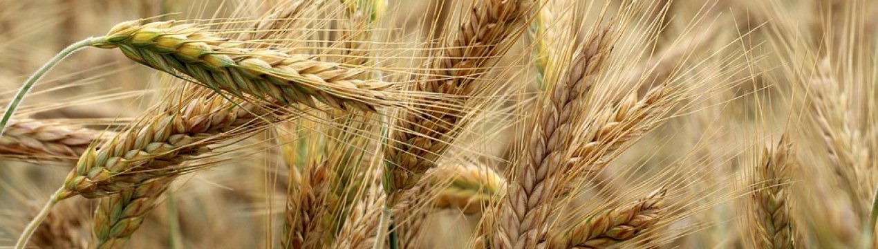 Донецька область має найвищий індекс агроэффективности в Україні