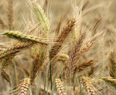 Донецька область має найвищий індекс агроэффективности в Україні