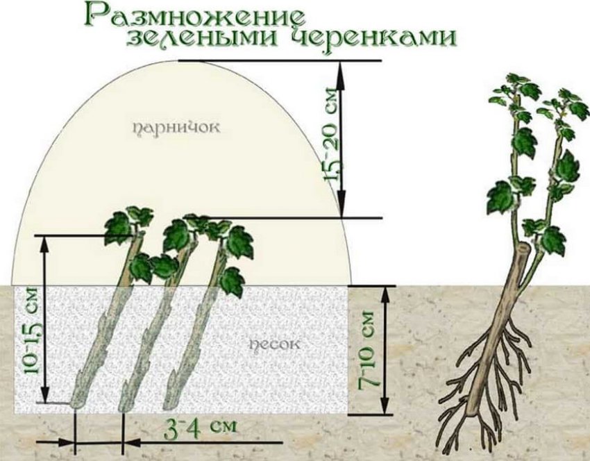 Размножение зелеными черенками