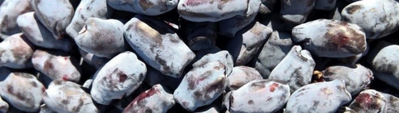 Сорт жимолості їстівної Бажовская: характеристика, особливості вирощування