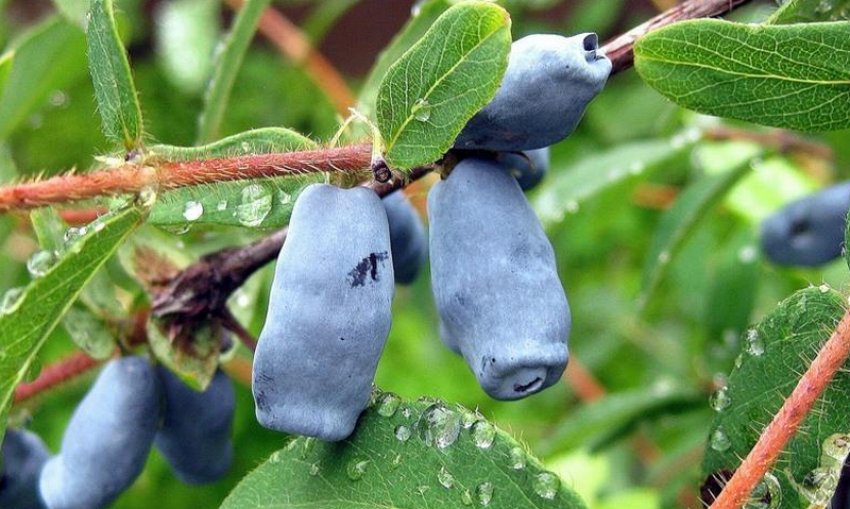 Сорт жимолості їстівної Бажовская