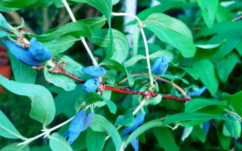 Сорт жимолості їстівної Бажовская