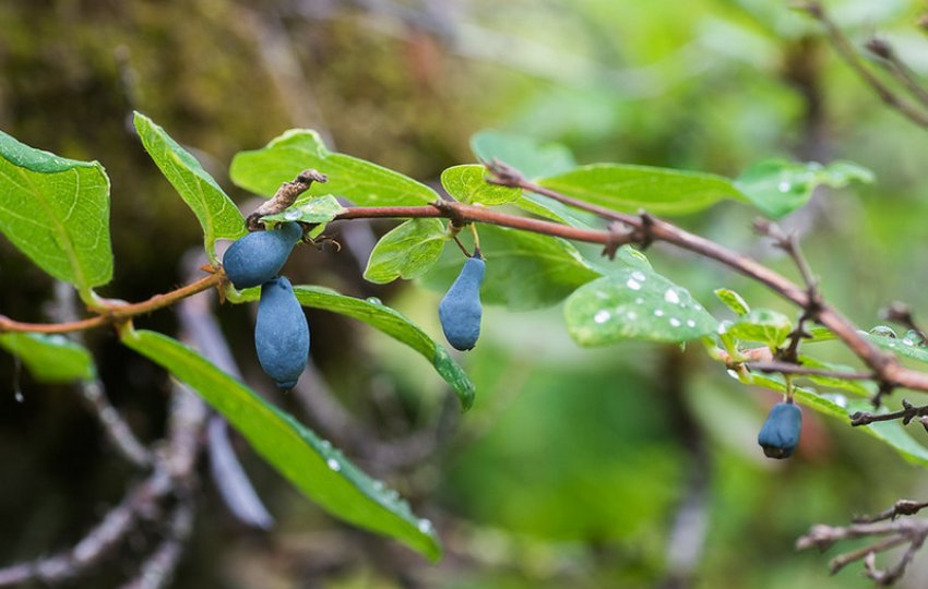Сорт жимолості їстівної Бажовская