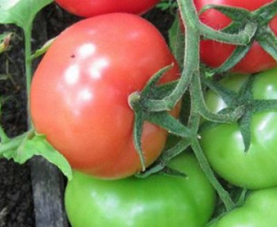 Помідори «Андромеда»: опис сорти, агротехніка вирощування