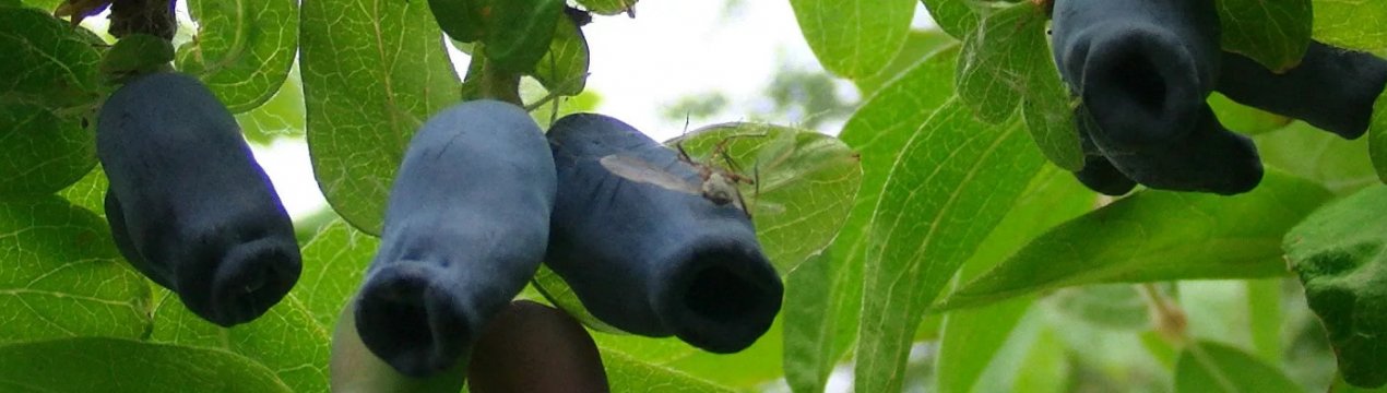 Характеристика та особливості вирощування жимолості Аврора (Aurora)