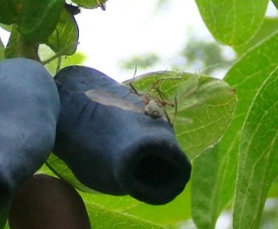 Характеристика та особливості вирощування жимолості Аврора (Aurora)