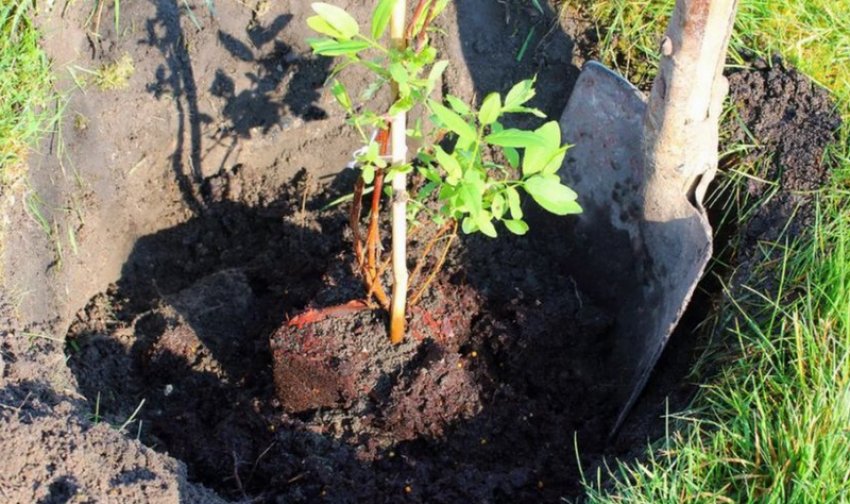 Посадка жимолості