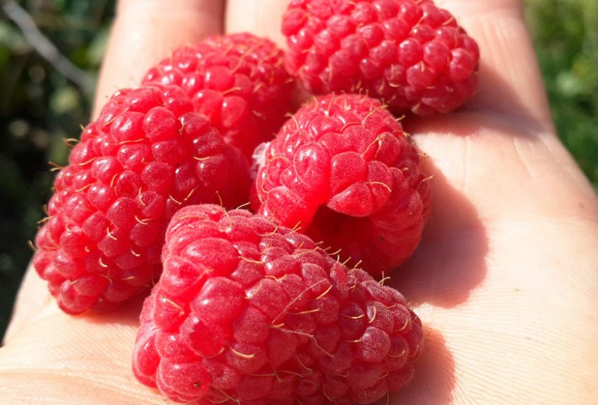 Малина Геракл