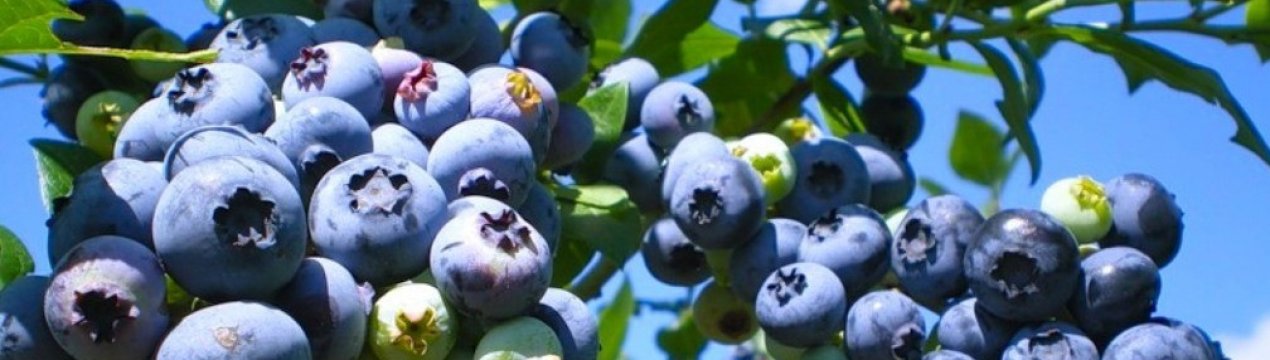 можно ли вырастить голубику в домашних условиях в краснодаре. Смотреть фото можно ли вырастить голубику в домашних условиях в краснодаре. Смотреть картинку можно ли вырастить голубику в домашних условиях в краснодаре. Картинка про можно ли вырастить голубику в домашних условиях в краснодаре. Фото можно ли вырастить голубику в домашних условиях в краснодаре