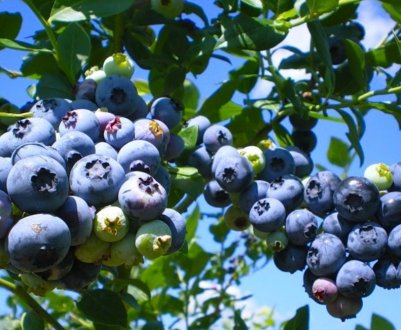 Як виростити лохину в Краснодарському краї