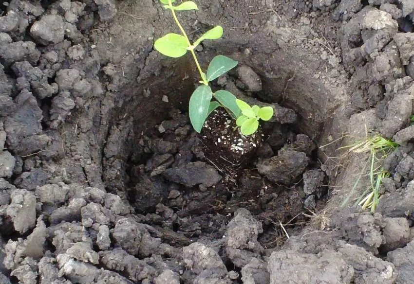 Посадка жимолості Посадка жимолості