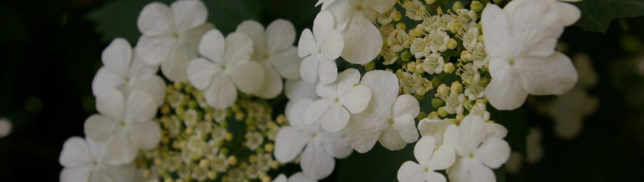 Калина Саржента Онондага: опис і догляд за сортом