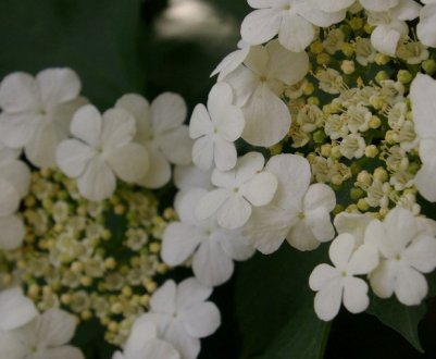 Калина Саржента Онондага: опис і догляд за сортом