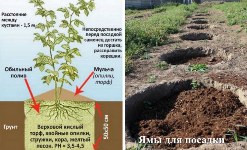 можно ли вырастить голубику в домашних условиях в краснодаре. Смотреть фото можно ли вырастить голубику в домашних условиях в краснодаре. Смотреть картинку можно ли вырастить голубику в домашних условиях в краснодаре. Картинка про можно ли вырастить голубику в домашних условиях в краснодаре. Фото можно ли вырастить голубику в домашних условиях в краснодаре