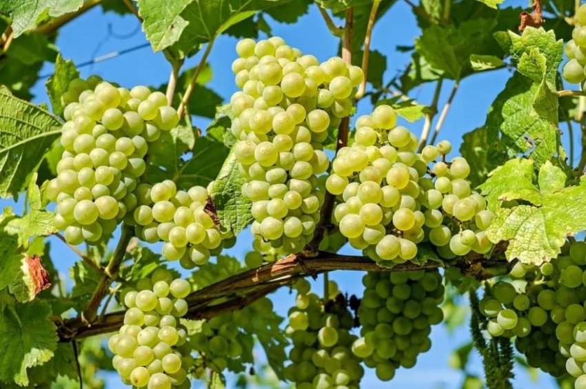 Українське виноградарство переживає кризу Українське виноградарство переживає кризу