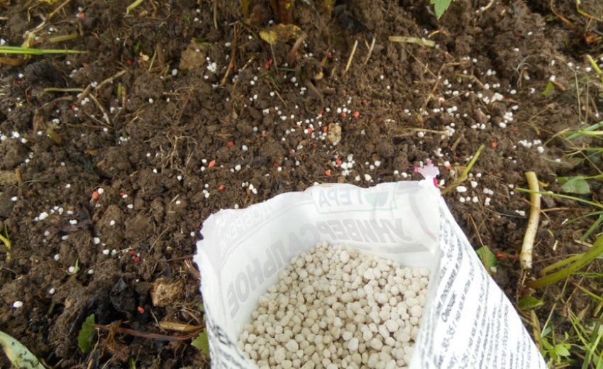 Підживлення калини