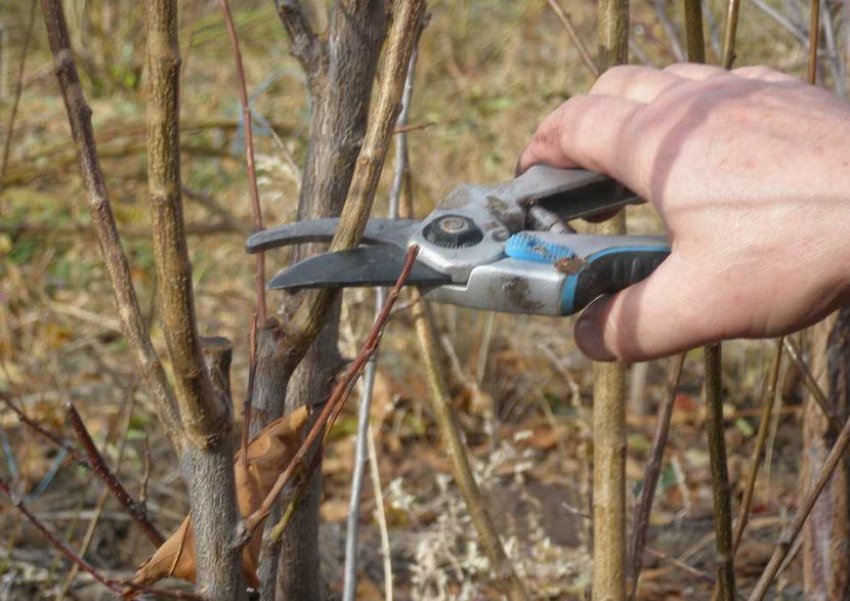 Обрізка калини