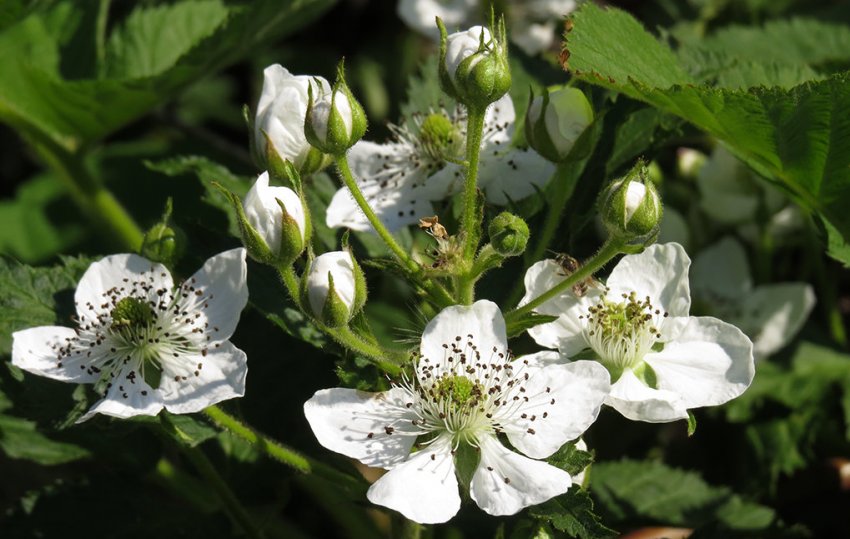 Цвітіння ожини