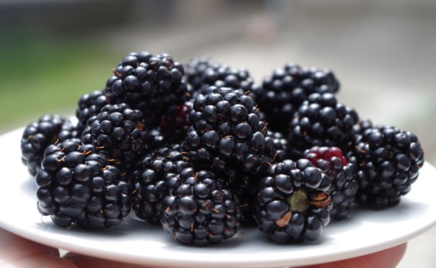 Ягоди ожини