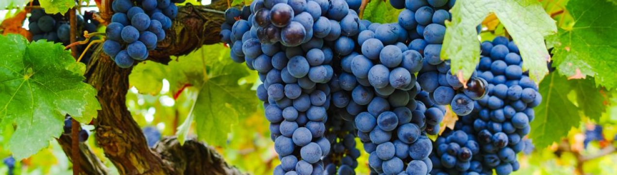 Українське виноградарство переживає кризу