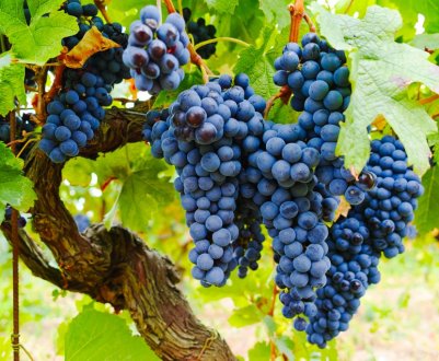 Українське виноградарство переживає кризу