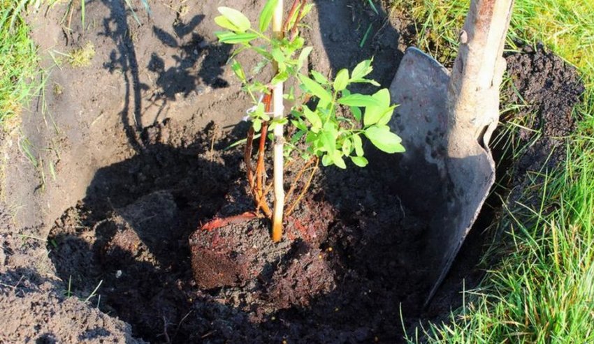 Посадка жимолості Посадка жимолості