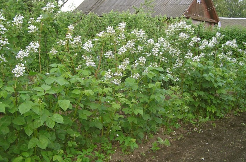 Прямостоячі кущі ожини