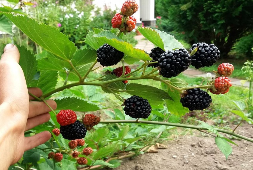 Безколючкова ожина