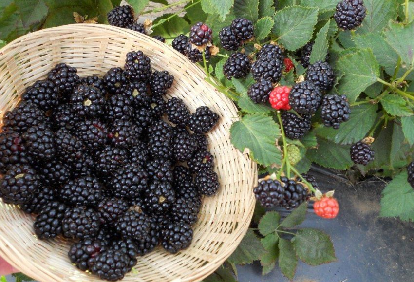 Ожина Рубен