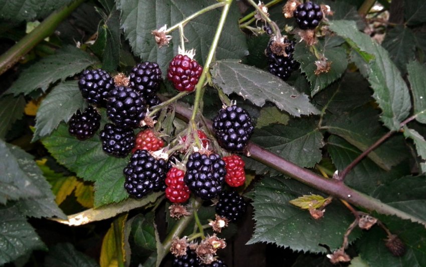 Ожина Торнфрі