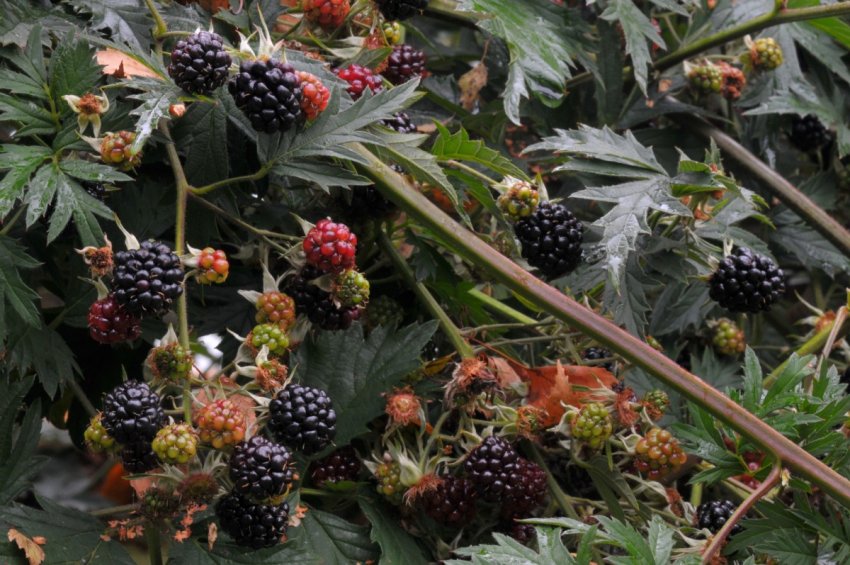 Ожина Агавам