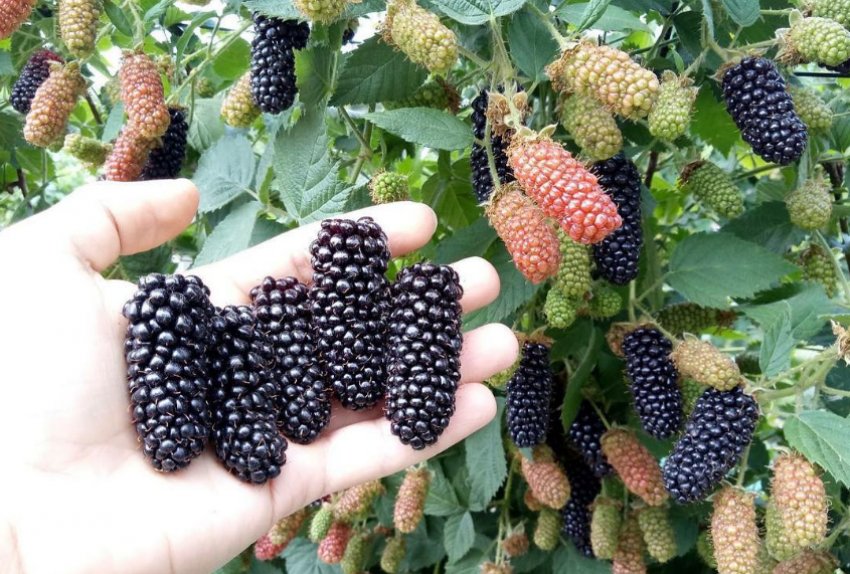 Ожина Карака Блек