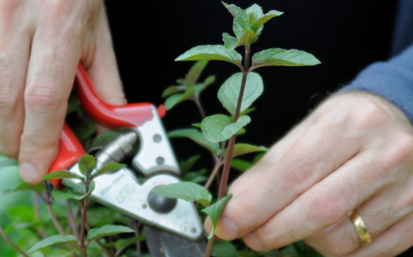 Живці з жимолості Живці з жимолості