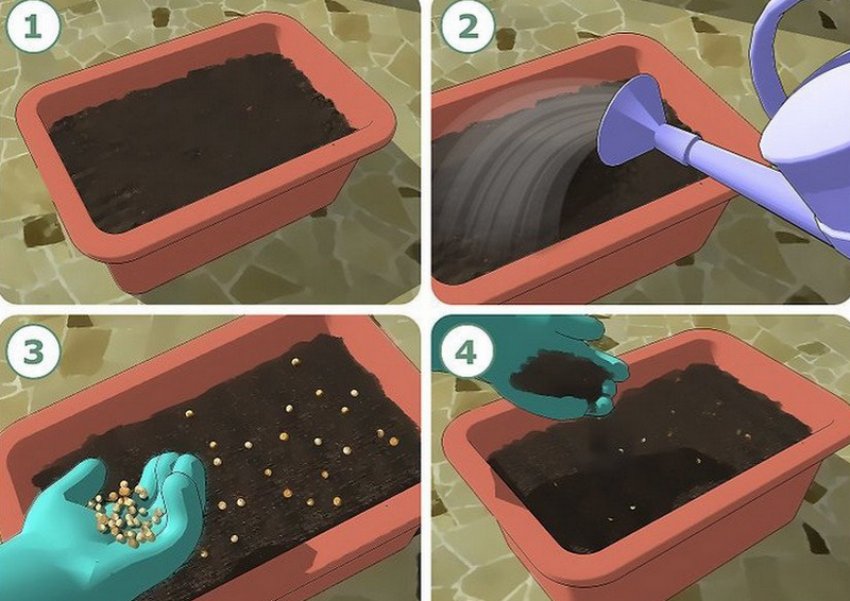 Висів насіння Висів насіння