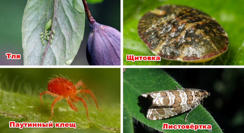 Шкідники жимолості Шкідники жимолості