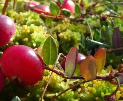 Різновиди і кращі сорти журавлини