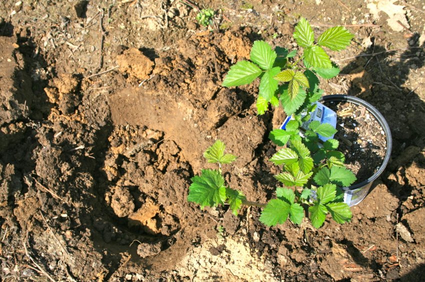 Весняна посадка ожини